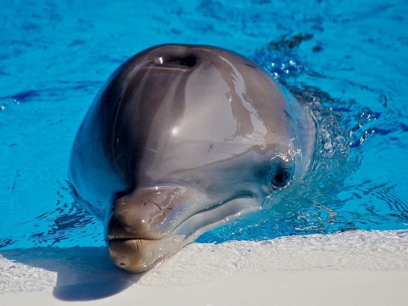 Дельфин путешественник